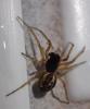 Pachygnatha degeeri